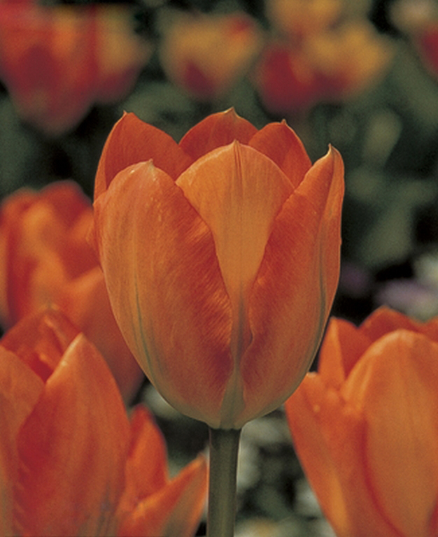 Orange_Emperor  橙色皇帝